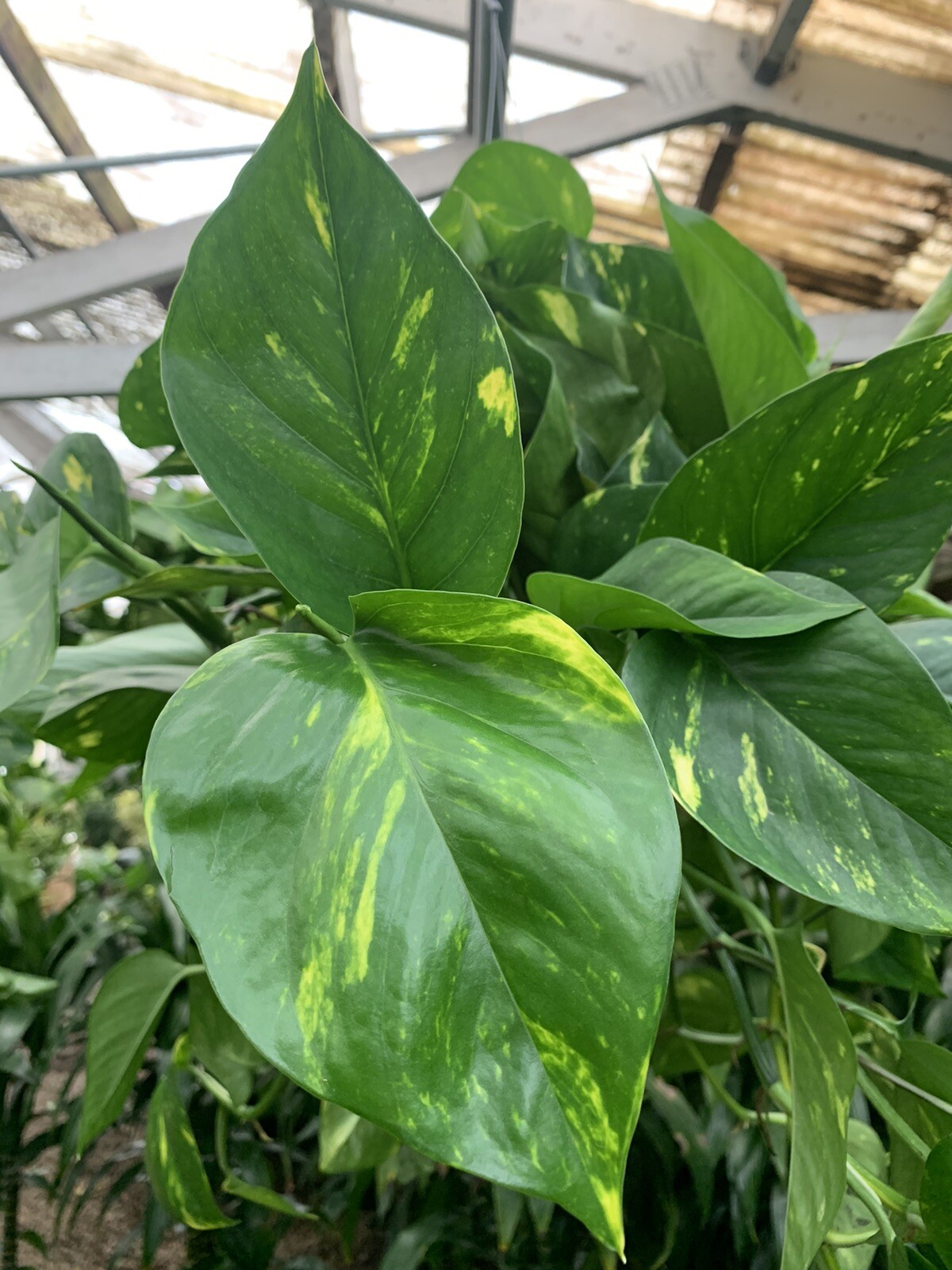 Indoor Live Plants Bundles Including 6inch Potted Pothos Plants