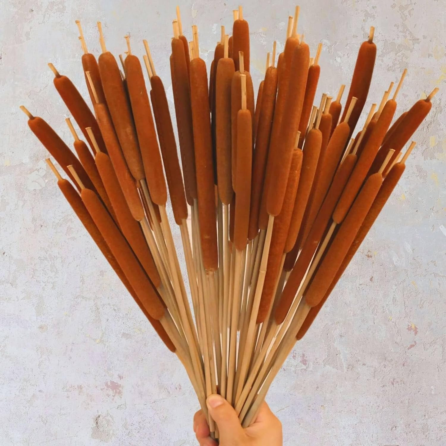 Dried Natural Brown Cattails Flowers – 20PCS Real Broadleaf Pencil Cattail Stems