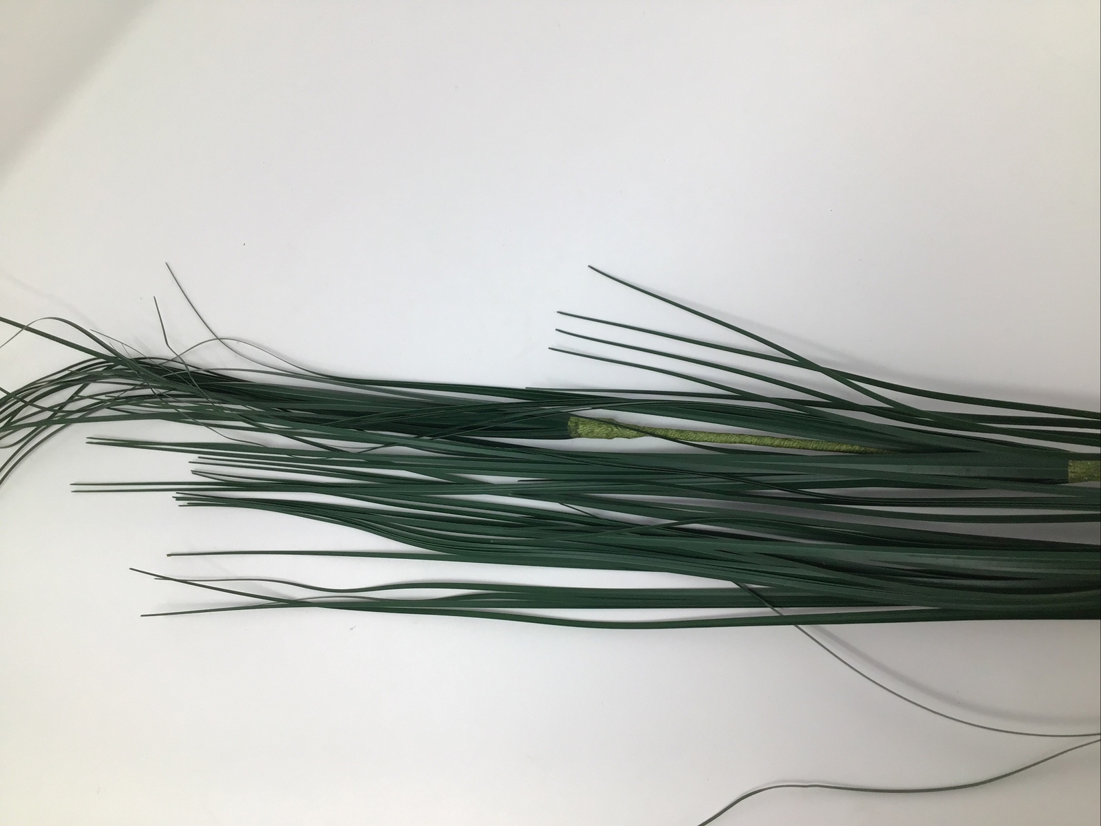 Onion Grass Floral Pick 34” Vase Basket Filler 2 Picks Vintage