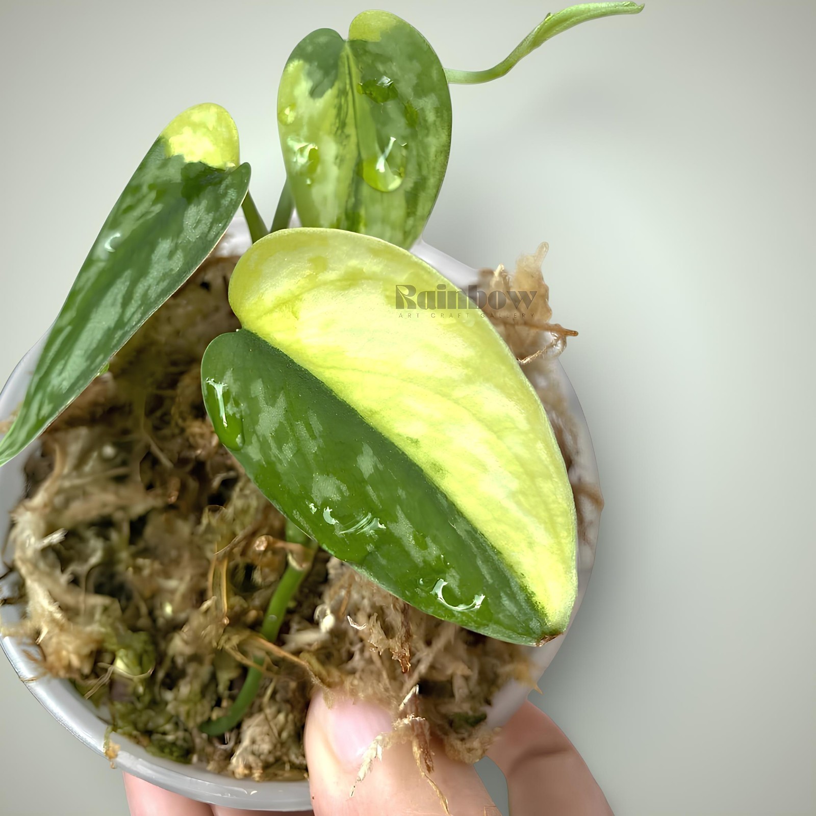 Scindapsus Apolaki Jungle Plant