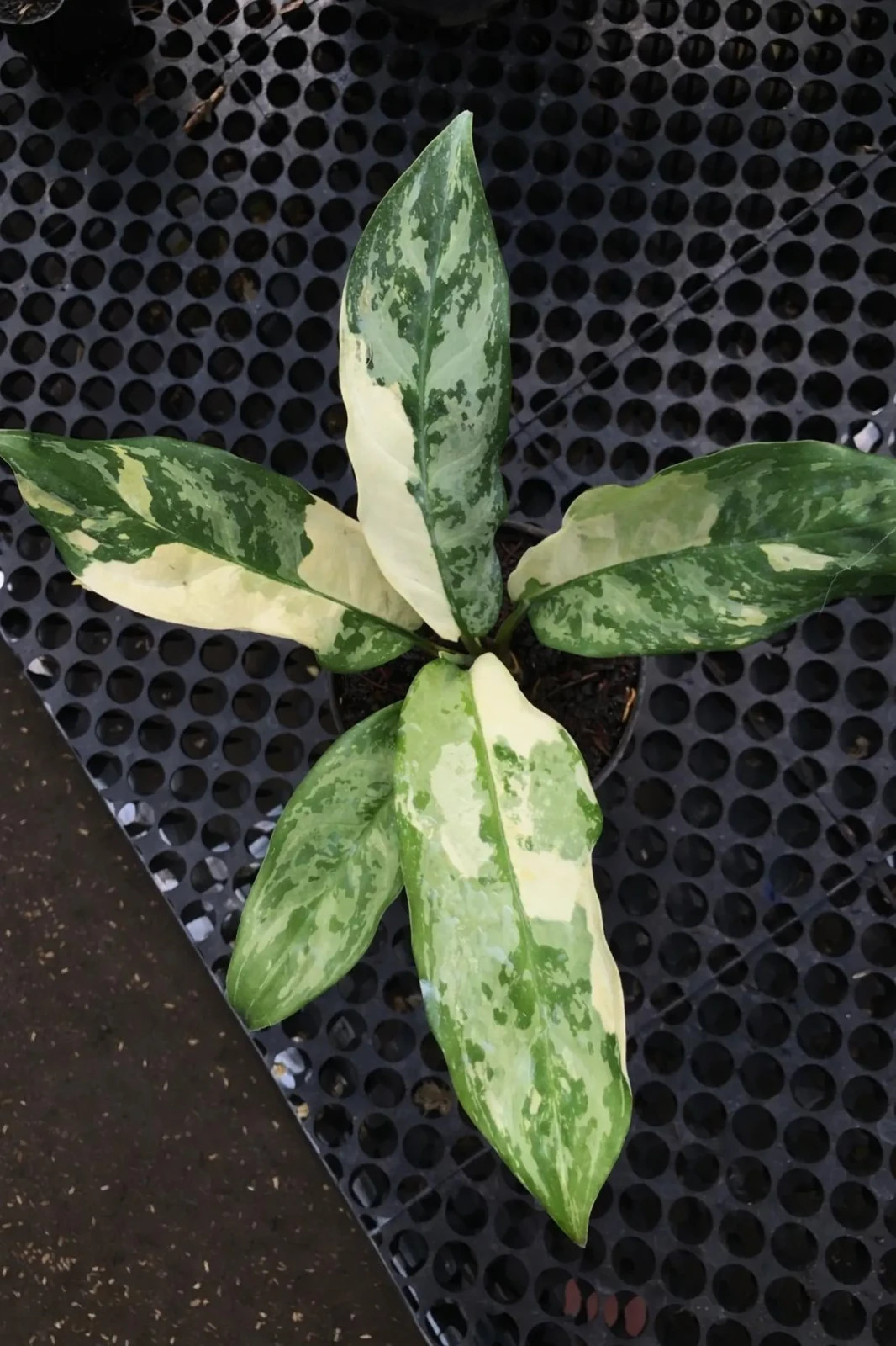 Real Picture HOYA LACUNOSA AGNI Rare Plant