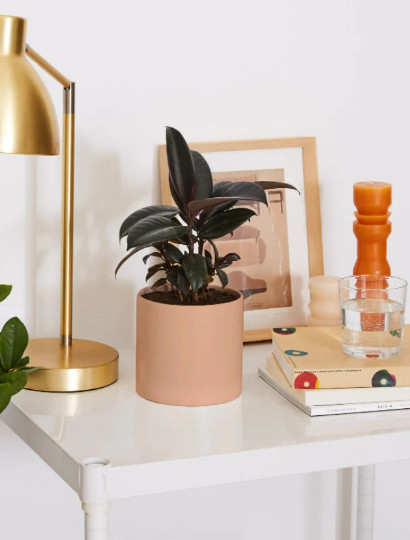 Rubber Plant Ficus elastica 4″ Pot | Burgundy Tree | Tropical Live House Plant