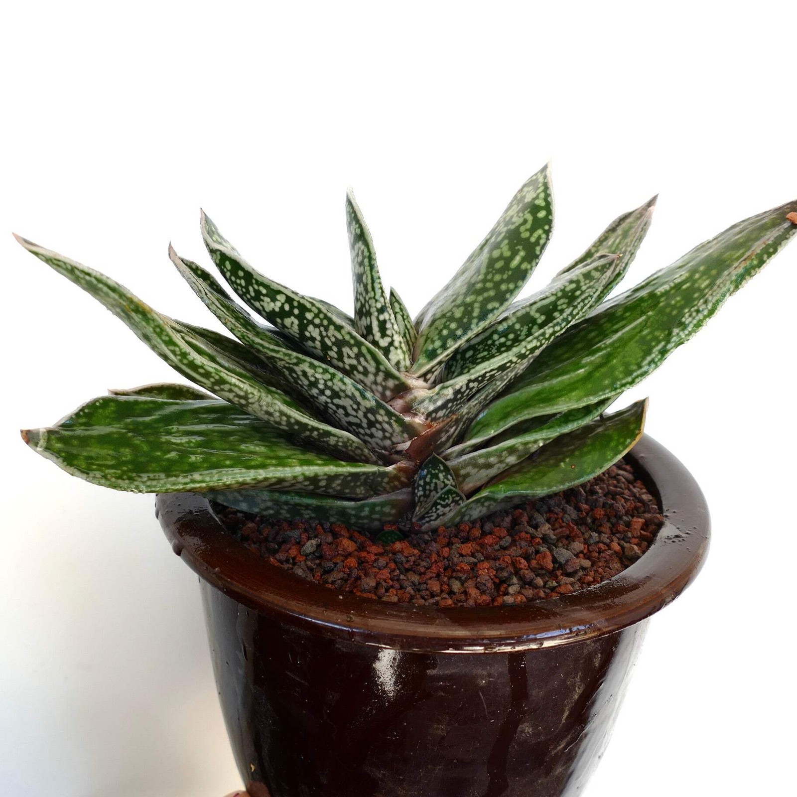 Giant Gasteria cv. MARYLAND ex. N.C.S. – Ox tongue | Lawyer’s tongue