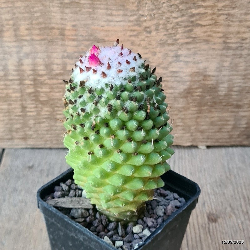 D6409 MAMMILLARIA POLYTHELE pot7-H11-W6 cm MaMa Cactus