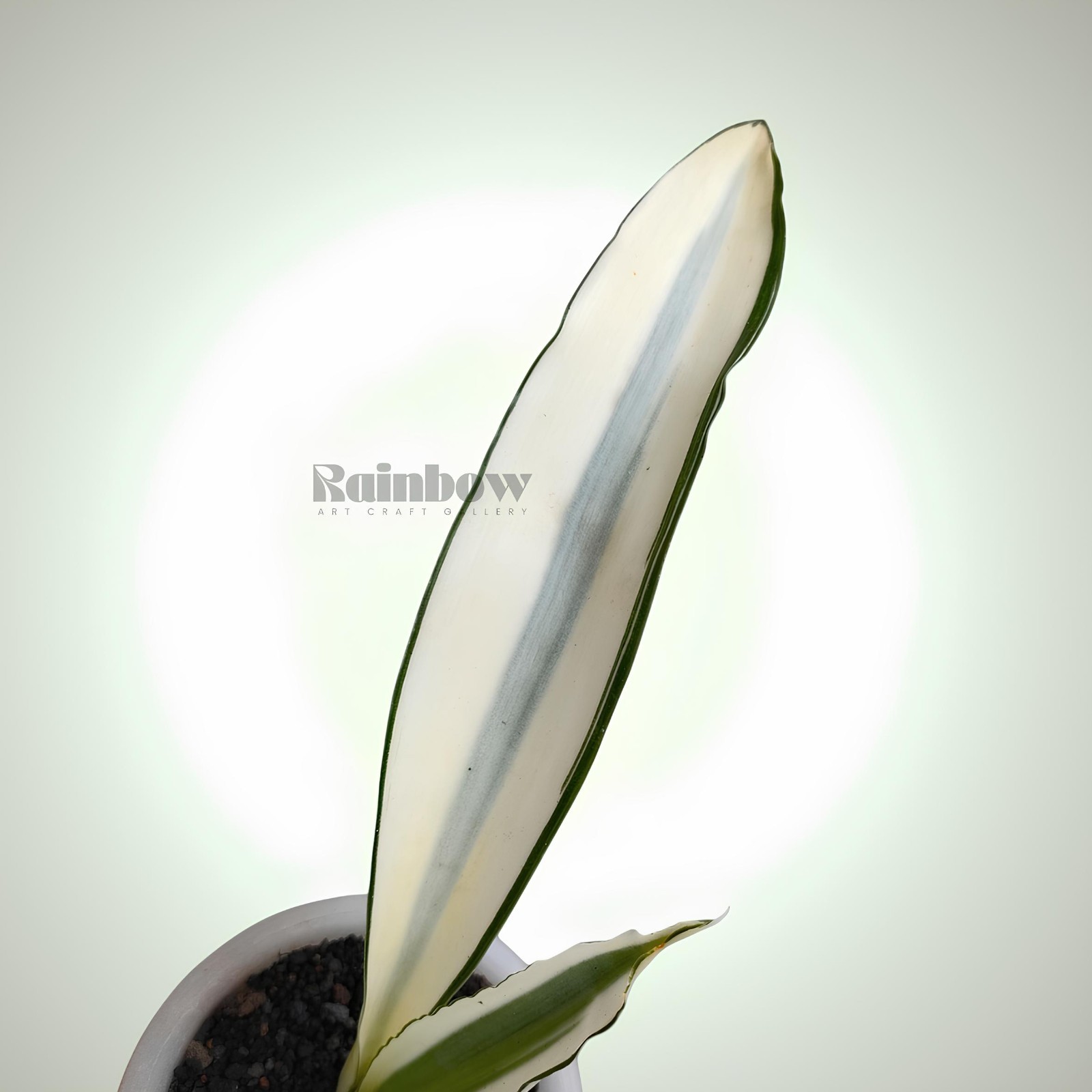 Sansevieria Beauty Queen Variegated Snake Plant