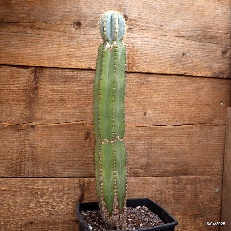 A7230 AUSTROCEPHALOCEREUS DYBOWSKII pot16-H40-W7 cm MaMa Cactus