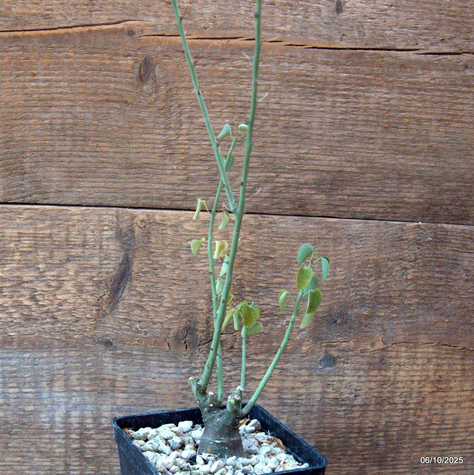 D6909 ADENIA SPINOSA pot10-H36-W5 cm MaMa Cactus