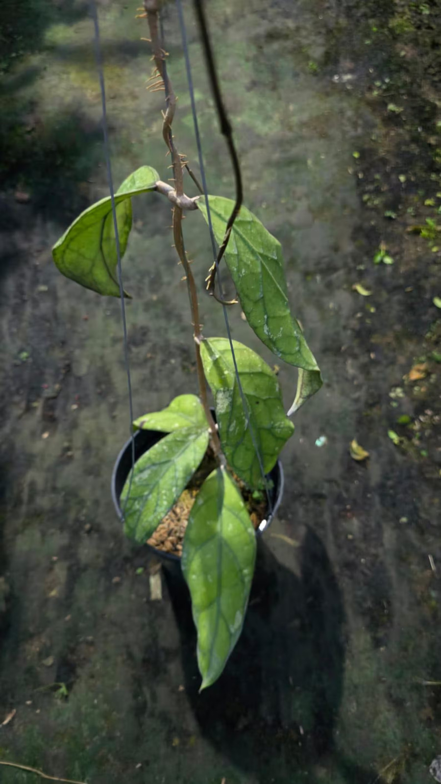 Real Picture Hoya Clemensiorum Sp Hulu Gurung
