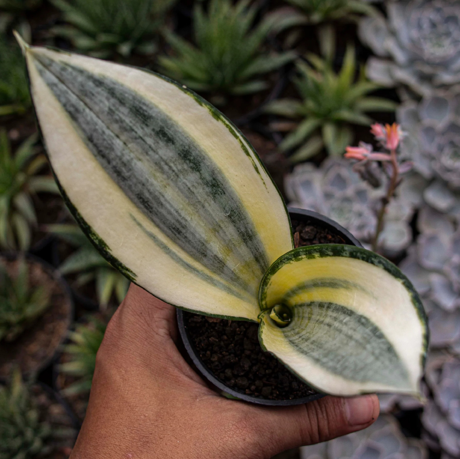 Sansevieria Asahi Rare Unique Snake Plant