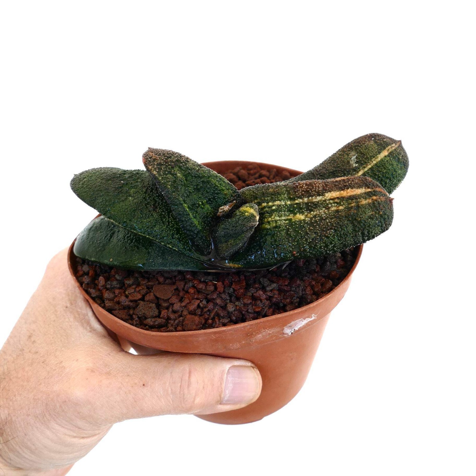 Gasteria batesiana cv ‘Barbeton’ YELLOW VARIEGATED – Knoppies gasteria | Bates’