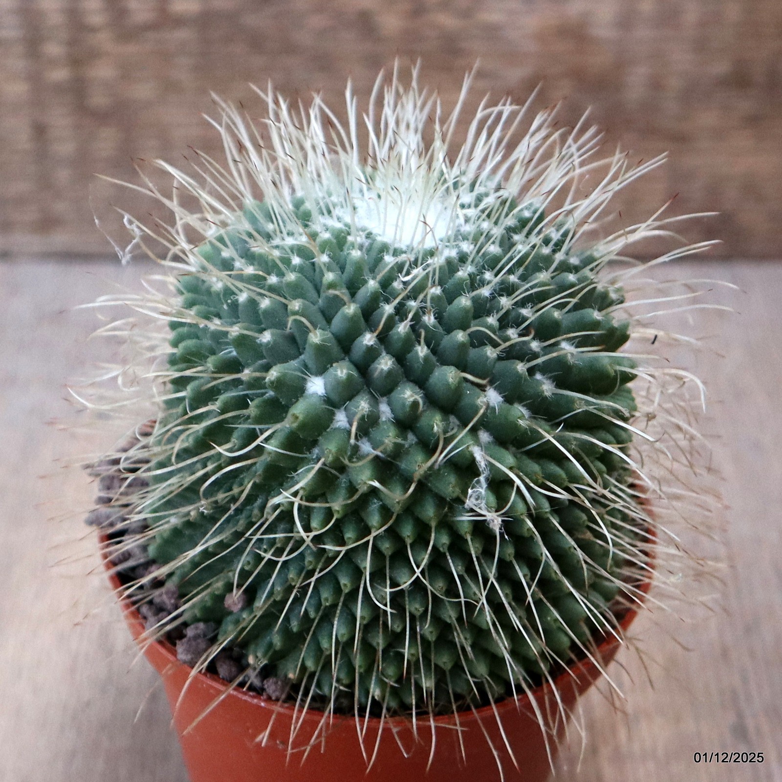 D7618 MAMMILLARIA SPINOSISSIMA UNPICO pot10-H9-W8,5 cm MaMa Cactus