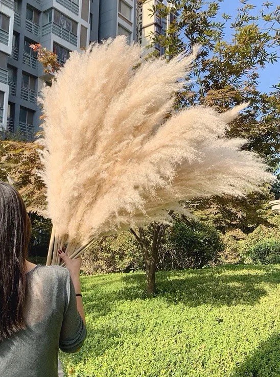 XL Pampas Grass 48”Inch 10 Stems Natural Decor Tall Boho Home Wedding