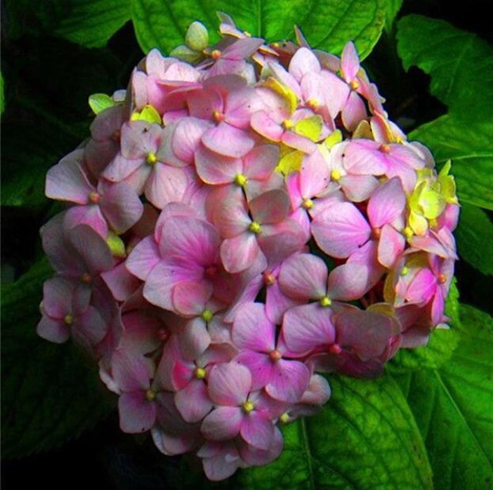 (10) HYDRANGEA SEEDS rare exotic flower bloom garden plant USA SELLER W/TRACK