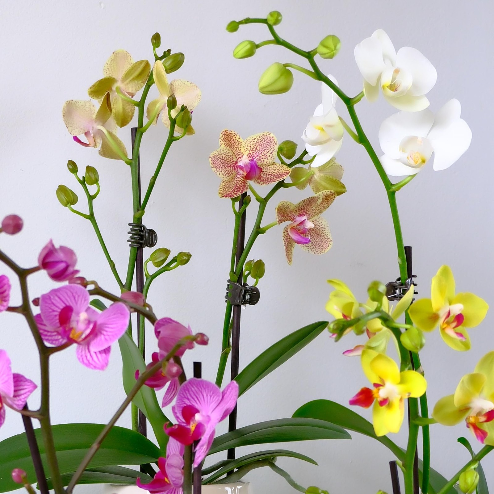 Premium Purple Live Orchid Plant Blooming in 3.5″ Blue & White Orchid Pot, Li…