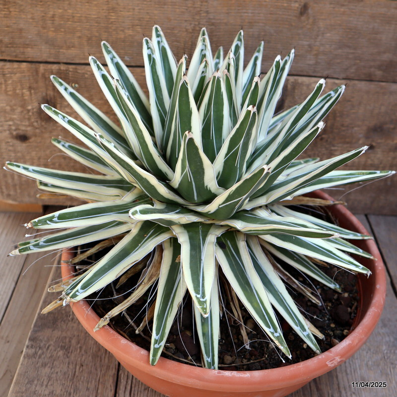 D2029 AGAVE REGINAE VICTORIAE WHITE RHINO VERY OLD pot35-H27-W41 cm MaMa Cactus