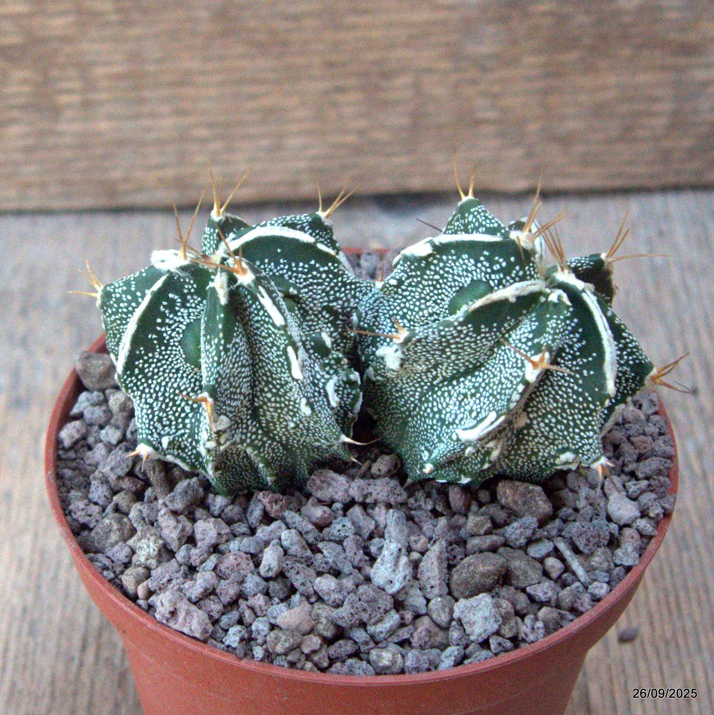 D6690 ASTROPHYTUM ORNATUM X HANNYA pot10-H5-W9 cm MaMa Cactus