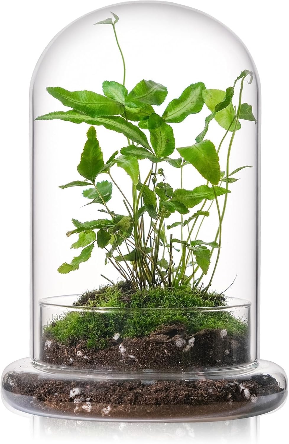 Durable 8” Mini Glass Cloche with Drainage Hole – Perfect for Small Plants