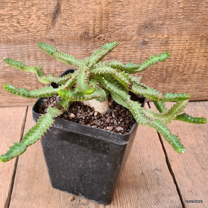 D6474 EUPHORBIA STELLATA BIG CAUDEX pot12-H9-W31 cm MaMa Cactus