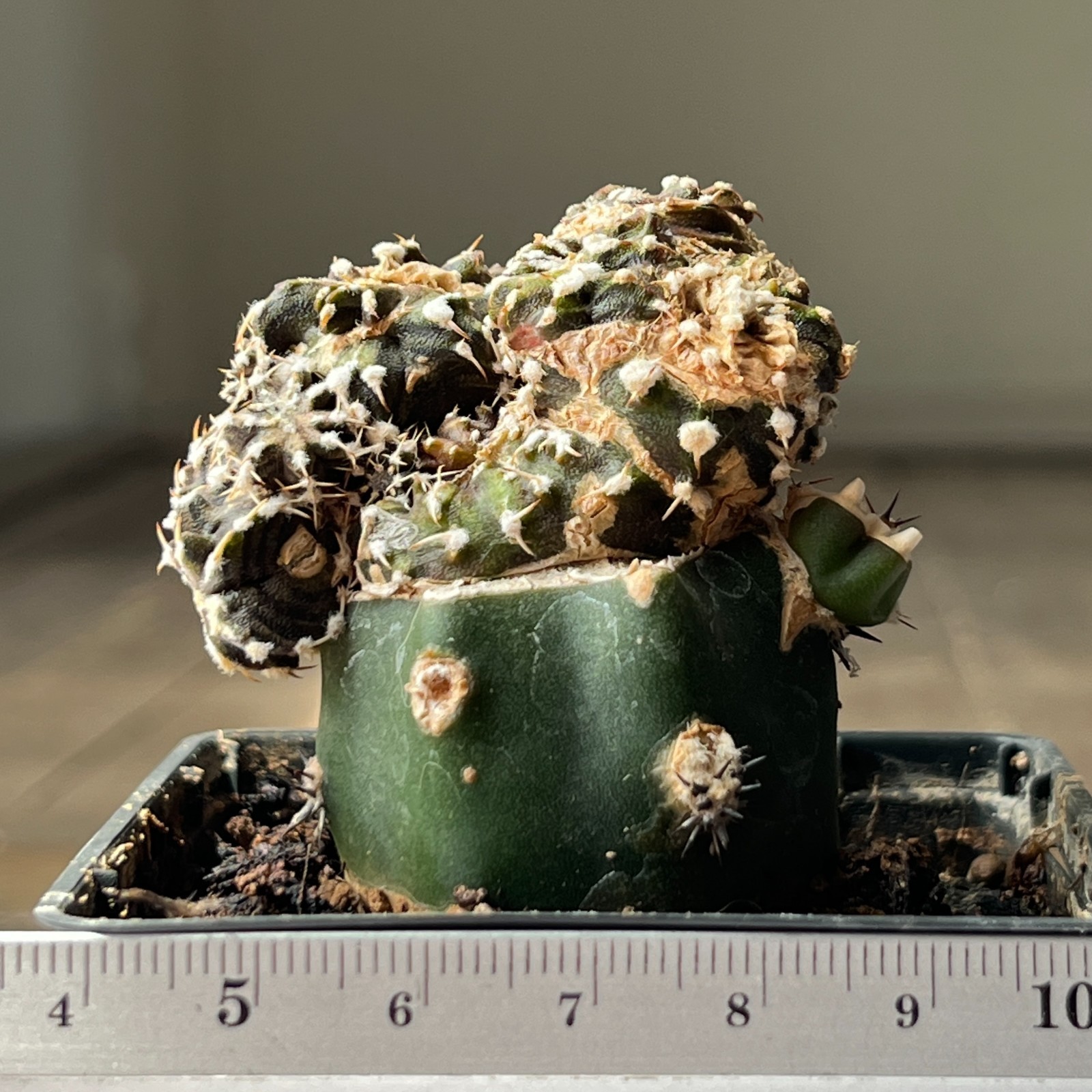 A4-2028 Gymnocalycium friedrichii VOS-014, AGUA Dulce, f. monstrosa, grafted