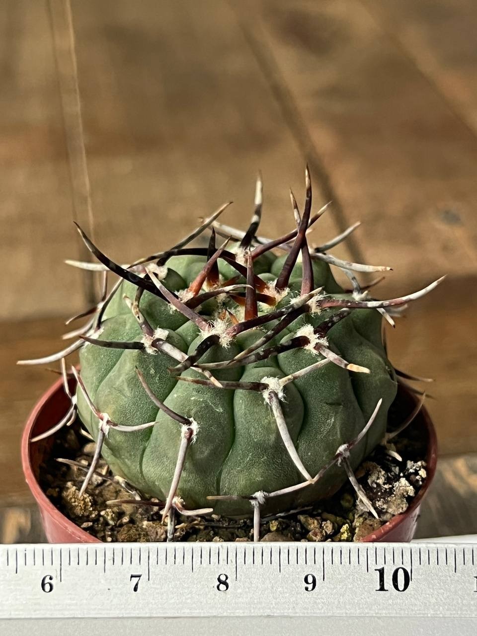 A43-1308 Gymnocalycium vatteri v. altautinense, own root