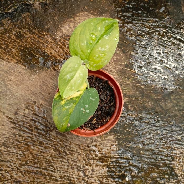 Scindapsus Sentarum Variegated – Cream Green Foliage Live Plant Grow in Pot