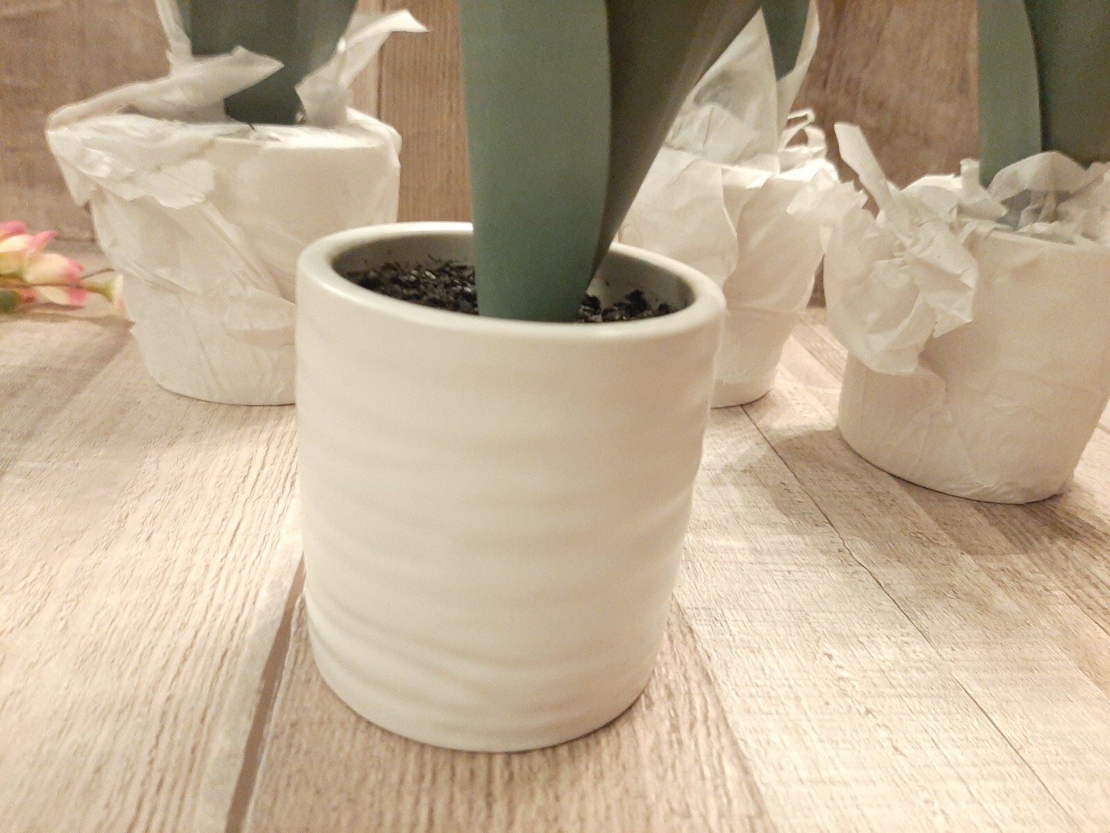 Set of 4 Target Threshold Snake Plant Potted Artificial Tabletop Arrangement Pot