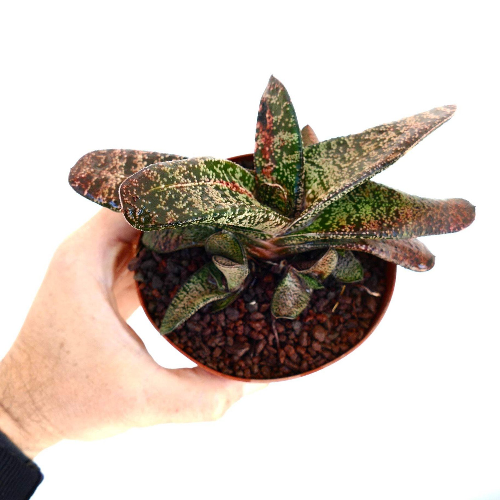 Gasteria batesiana CLUSTER SLIGHTLY VARIEGATED – Bates’ gasteria | Ox tongue