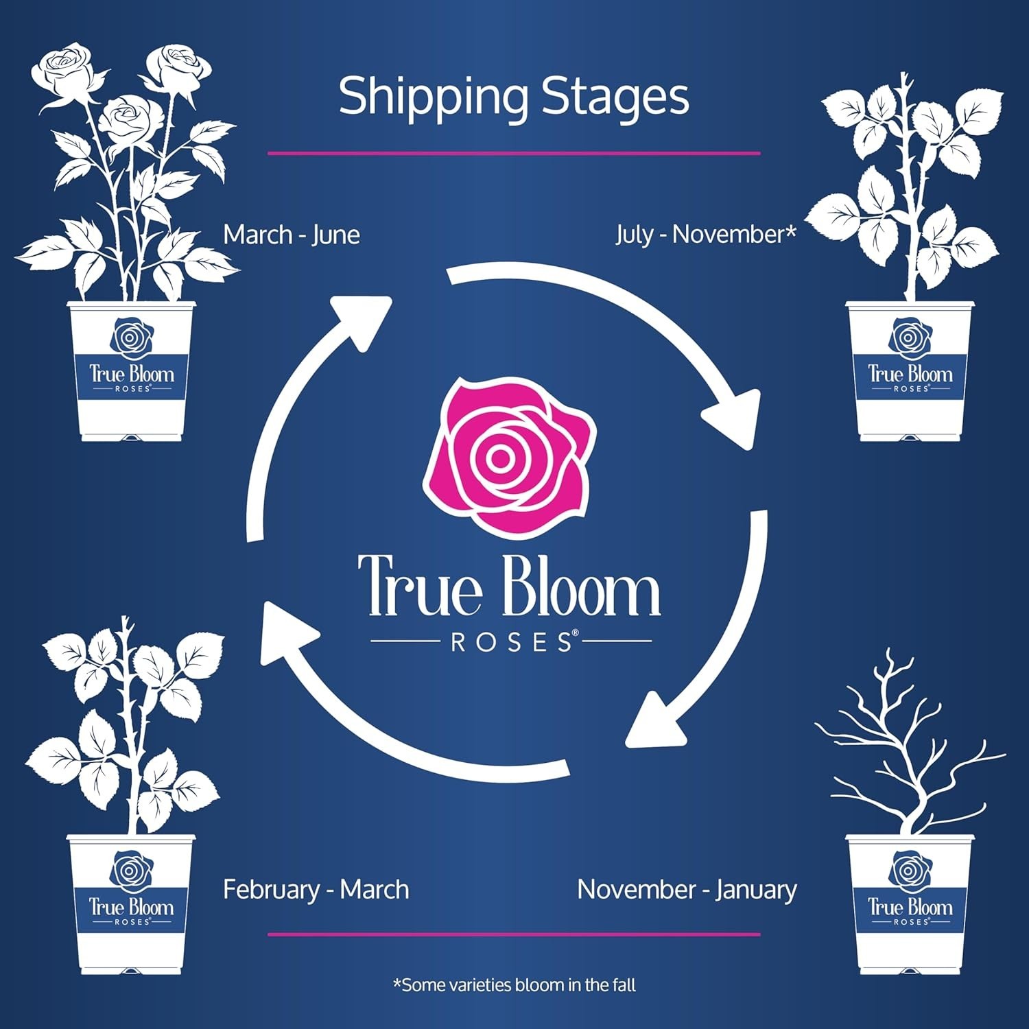 Live Red Rose Bush – Ideal Gift for Plant Lovers & Enthusiasts