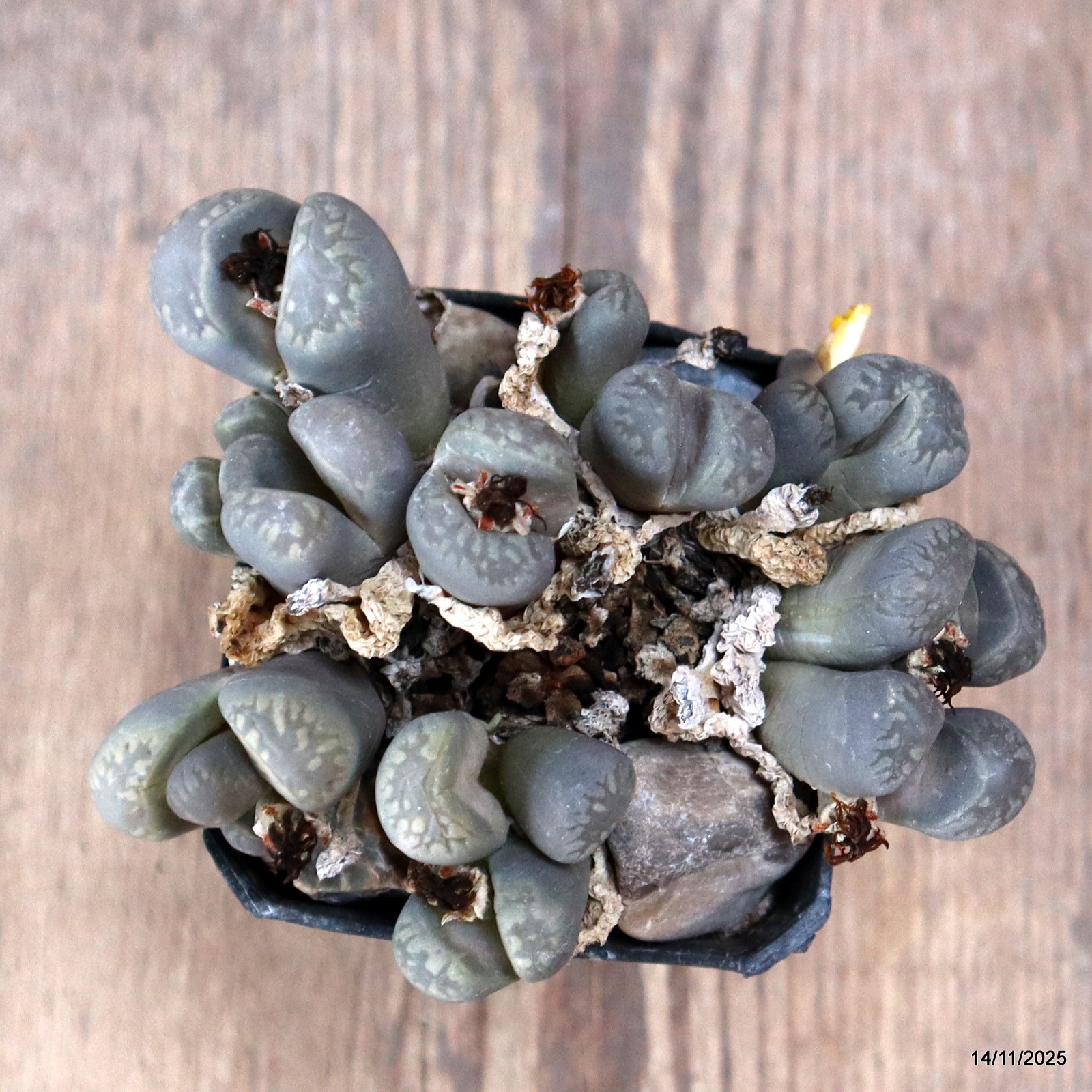 D7347 LITHOPS AUCAMPIAE pot7-H6,5-W11 cm MaMa Cactus