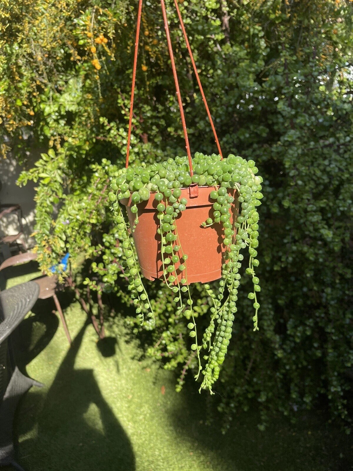 Live Succulent String of Pearls Live Plant Fully Rooted in 4″ Pot with Soil