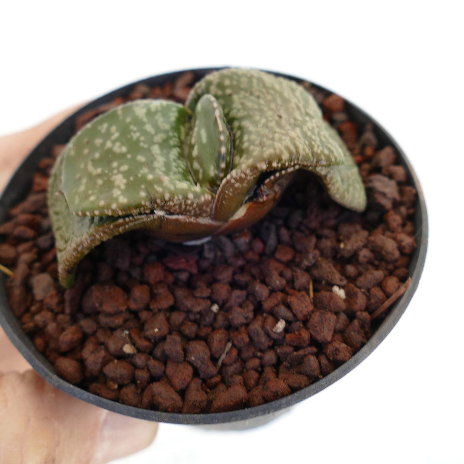 Gastera armstrongii cv ‘Pearl’ SUPER CLONE EX SATO JAPAN – Gasteria | Armstrong’