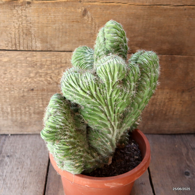 D4833 POLASKIA CHICHIPE CRESTED pot20-H30-W32 cm MaMa Cactus