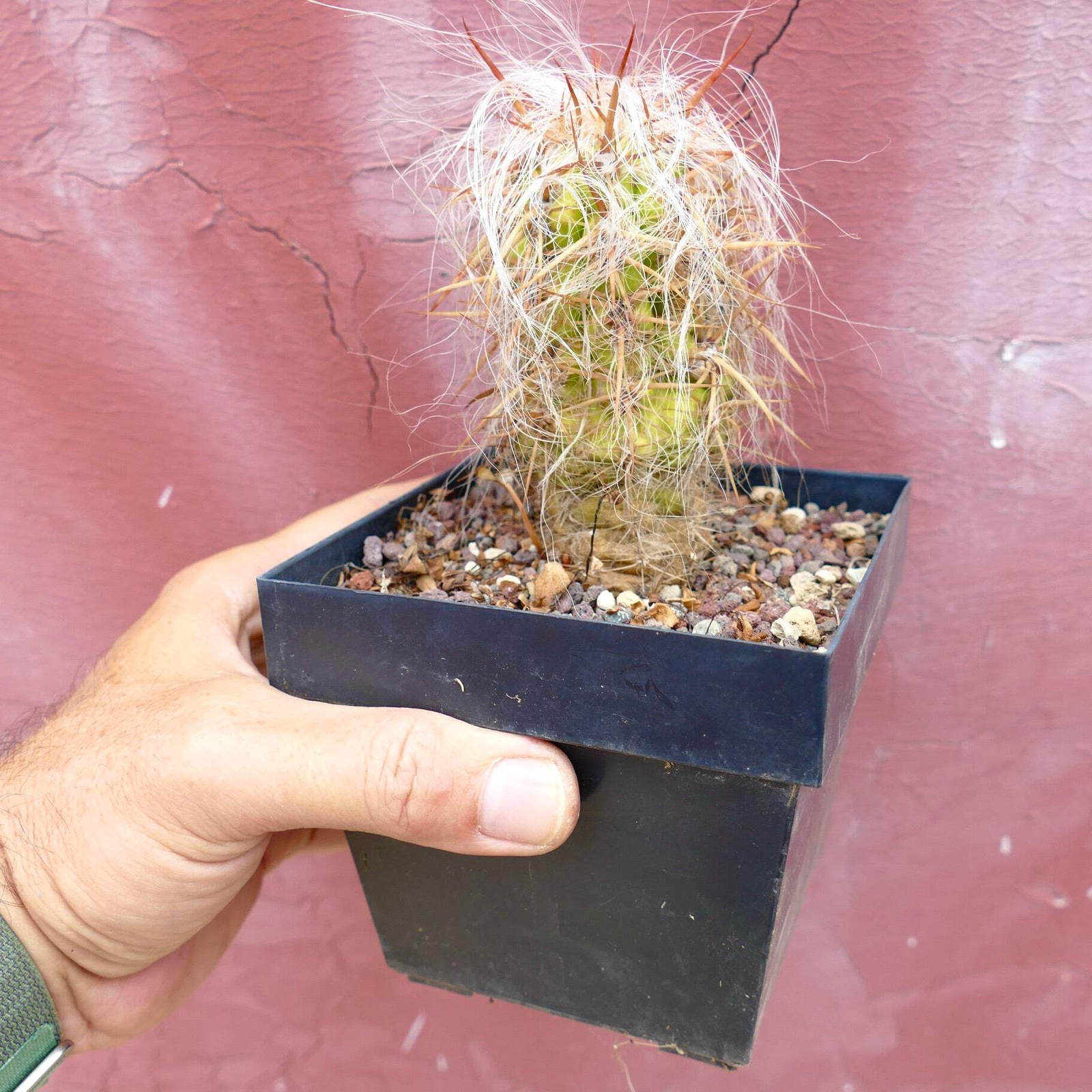 Oreocereus celsianus STRONG SPINES –