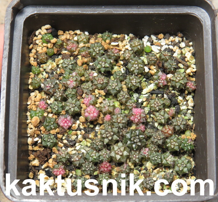 Gymnocalycium mihanovichii f.variegata mix 1000 seds sharvest 2025