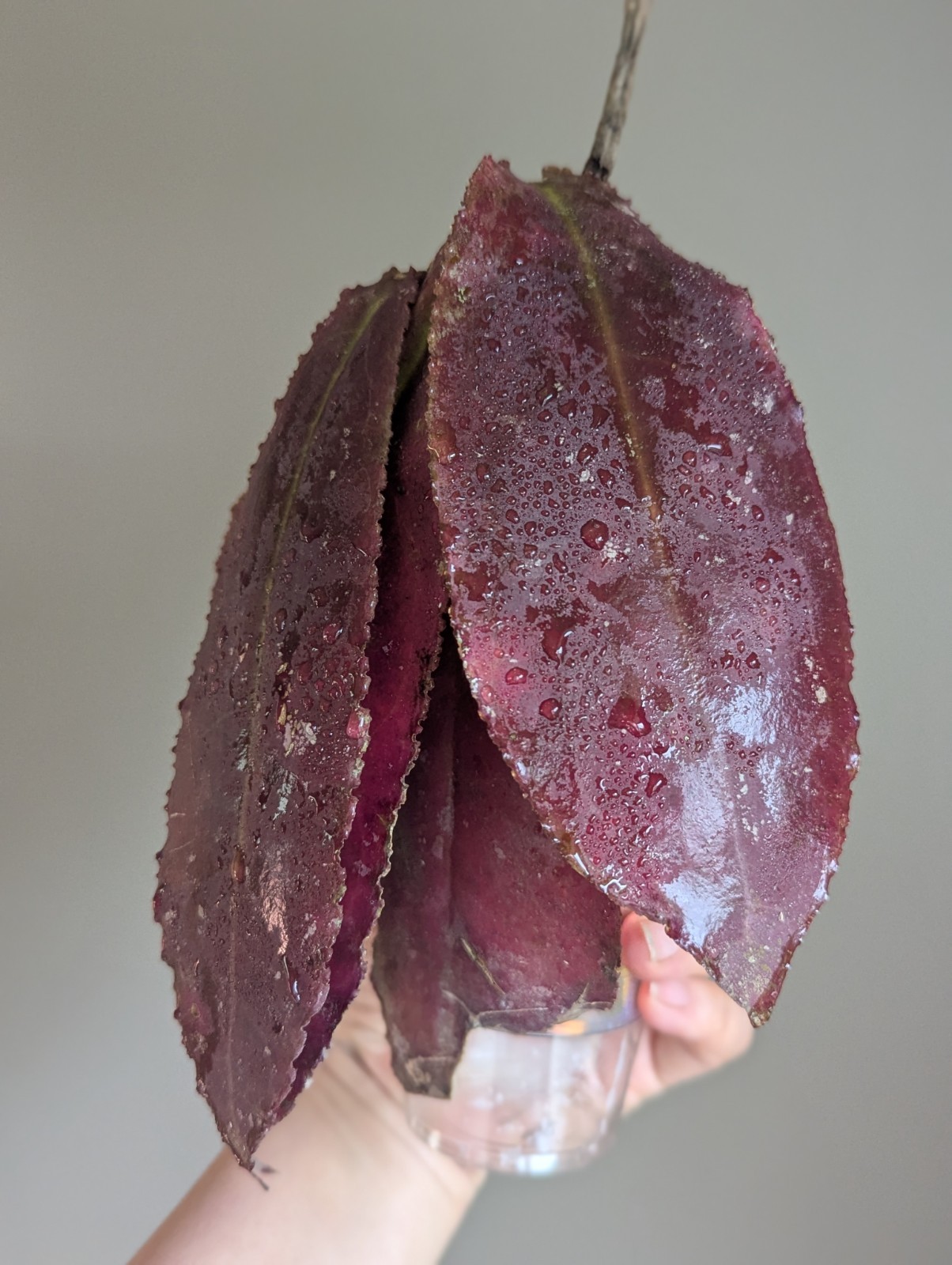 Rare Hoya Undulata Red Sp Borneo US SELLER