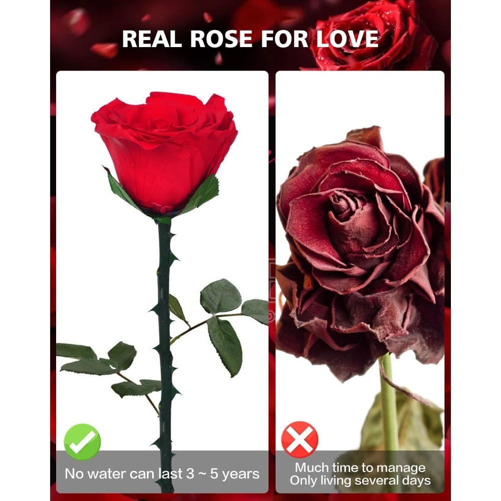 Preserved Real Rose Gift for Women Valentine Mother Day Birthday Christmas