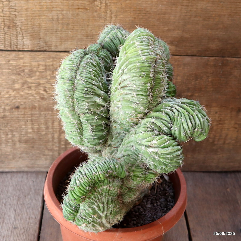 D4833 POLASKIA CHICHIPE CRESTED pot20-H30-W32 cm MaMa Cactus