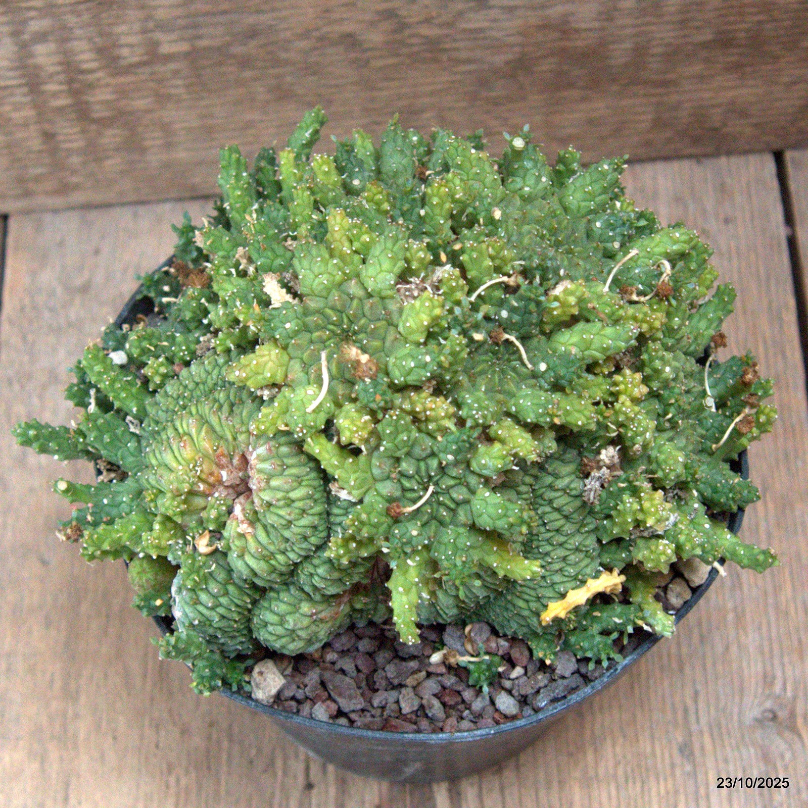 D7145 EUPHORBIA GORGONIS CRESTED pot14-H11-W17 cm MaMa Cactus