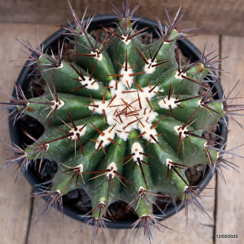 D2855 ECHINOCACTUS PLATYCANTHUS SANTO DOMINGO pot22-H19-W18 cm MaMa Cactus