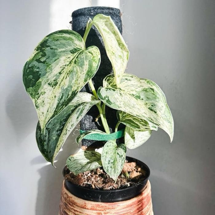 scindapsus peasun, Rare Variegated, Real Picture, Aroid Houseplant