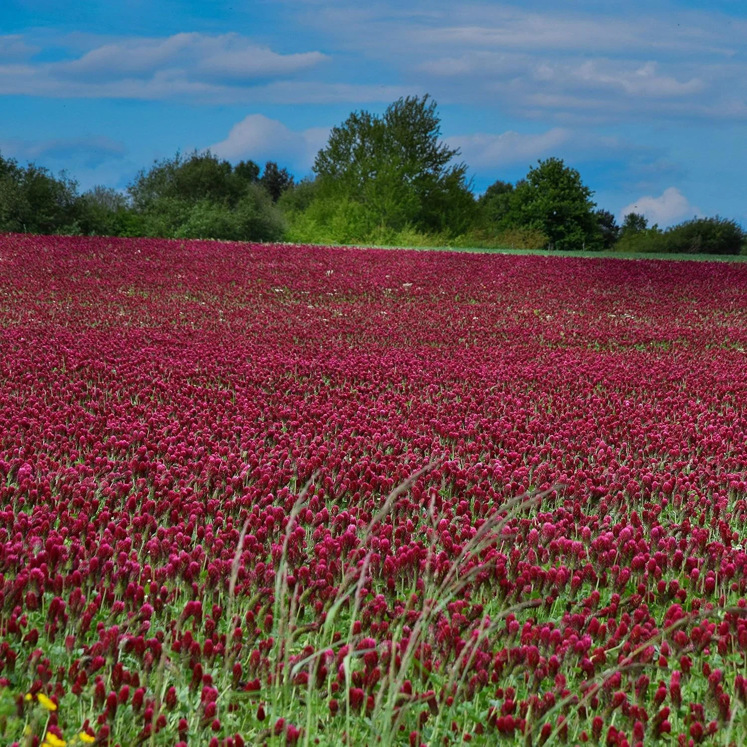 Outsidepride Crimson Clover Seeds – 1/4 lbs. Annual, Nitrocoated, & Inoculated G