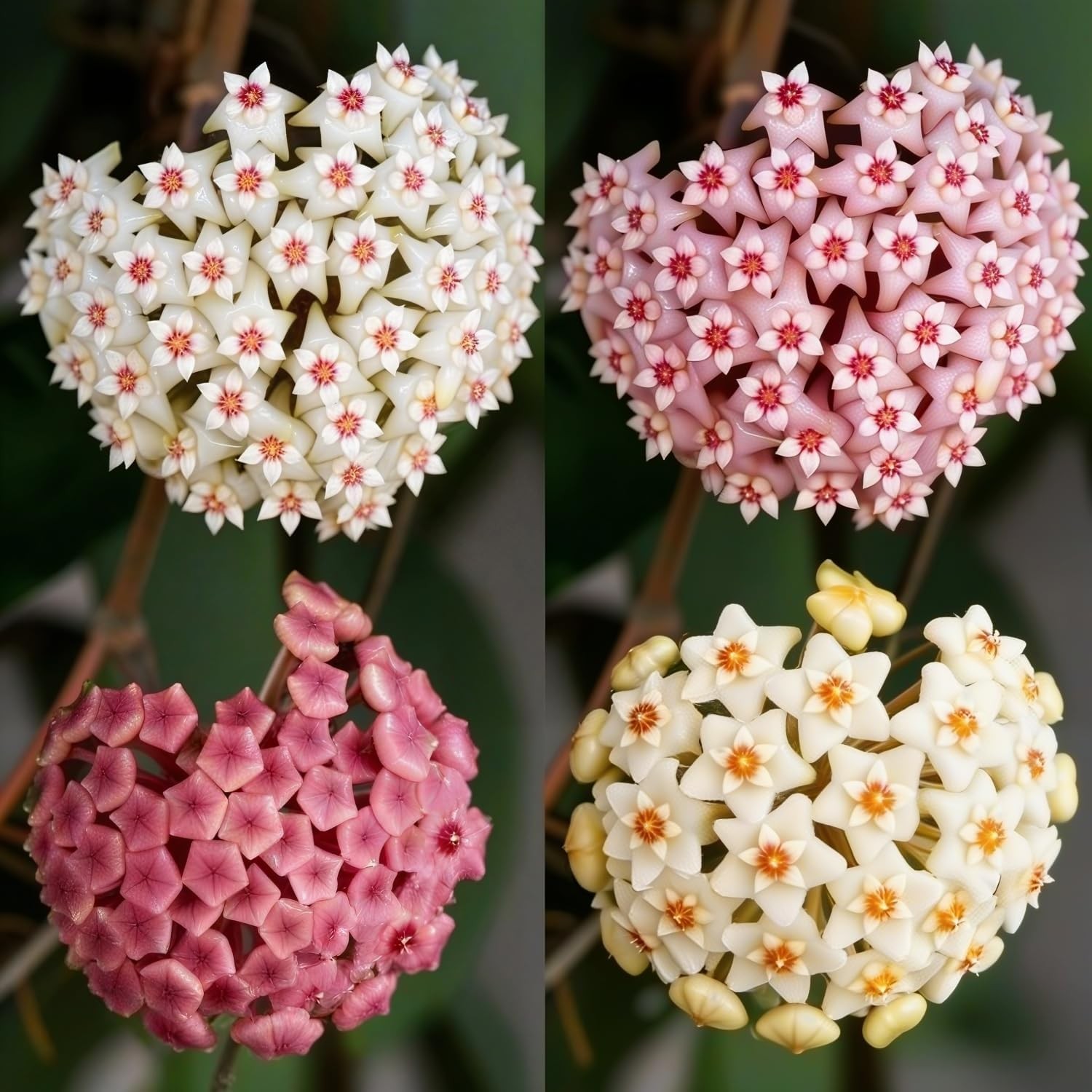 300+ Mixed Hoya Seeds for Planting, Wax Plant Fragrant Trailing Perennial, Non-G