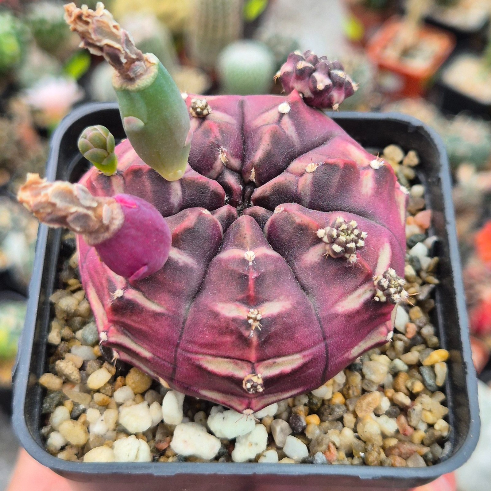 Gymnocalycium mihanovichii ‘Day Dream’ VVG3 20seeds harvest 2025