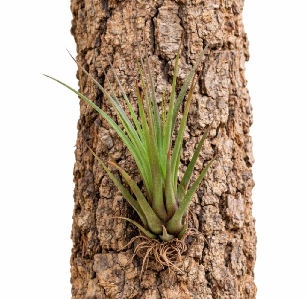 Tillandsia melanocrater 10-20cm – Air plant | Sky plant