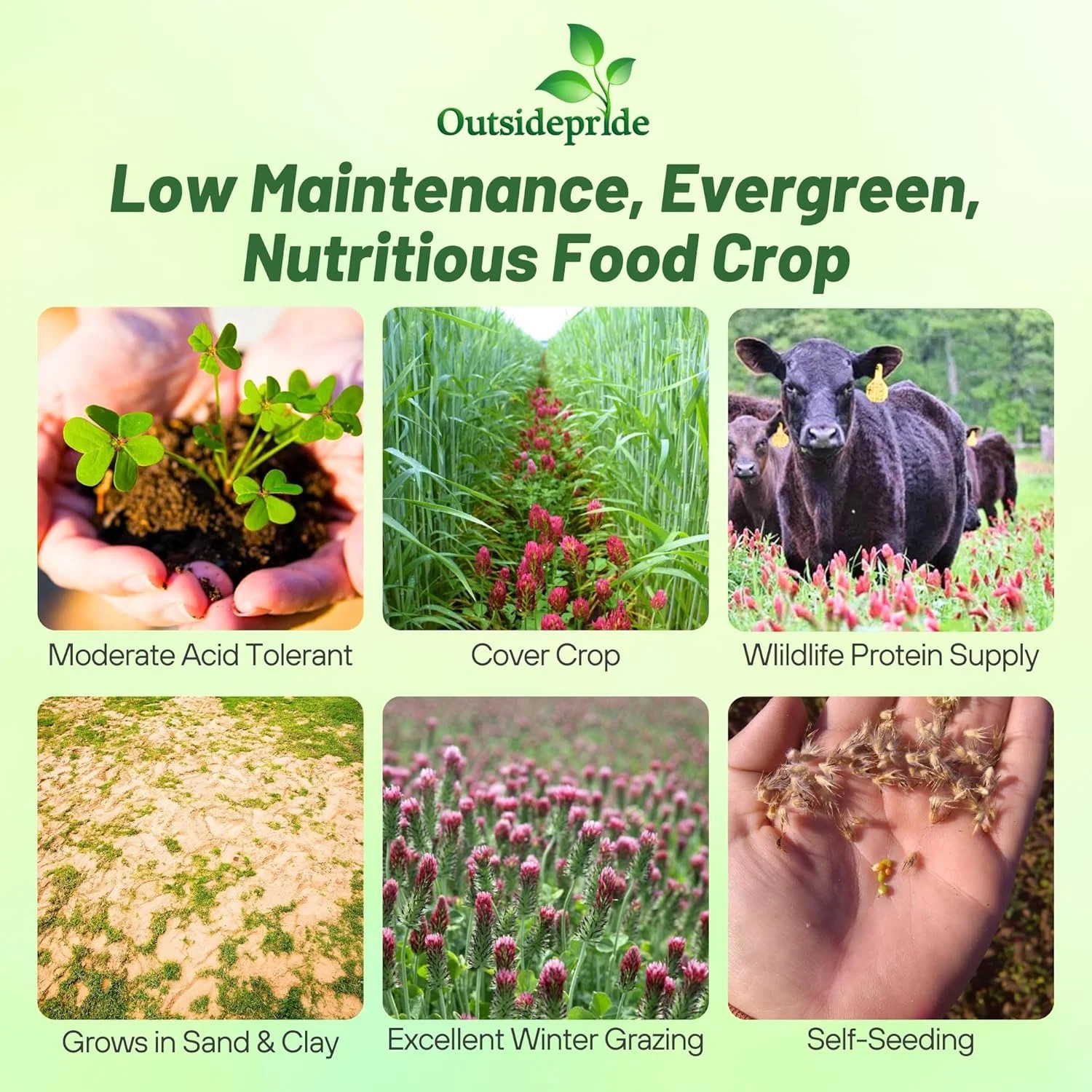 Outsidepride Crimson Clover Seeds – 1/4 lbs. Annual, Nitrocoated, & Inoculated G