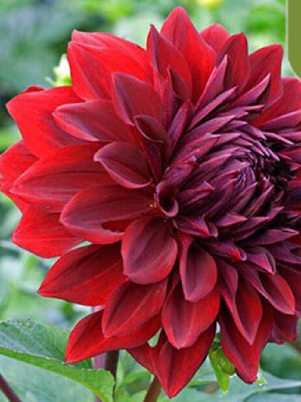 (10) DAHLIA SEEDS rare exotic flower blossom garden plant USA SELLER W/TRACK