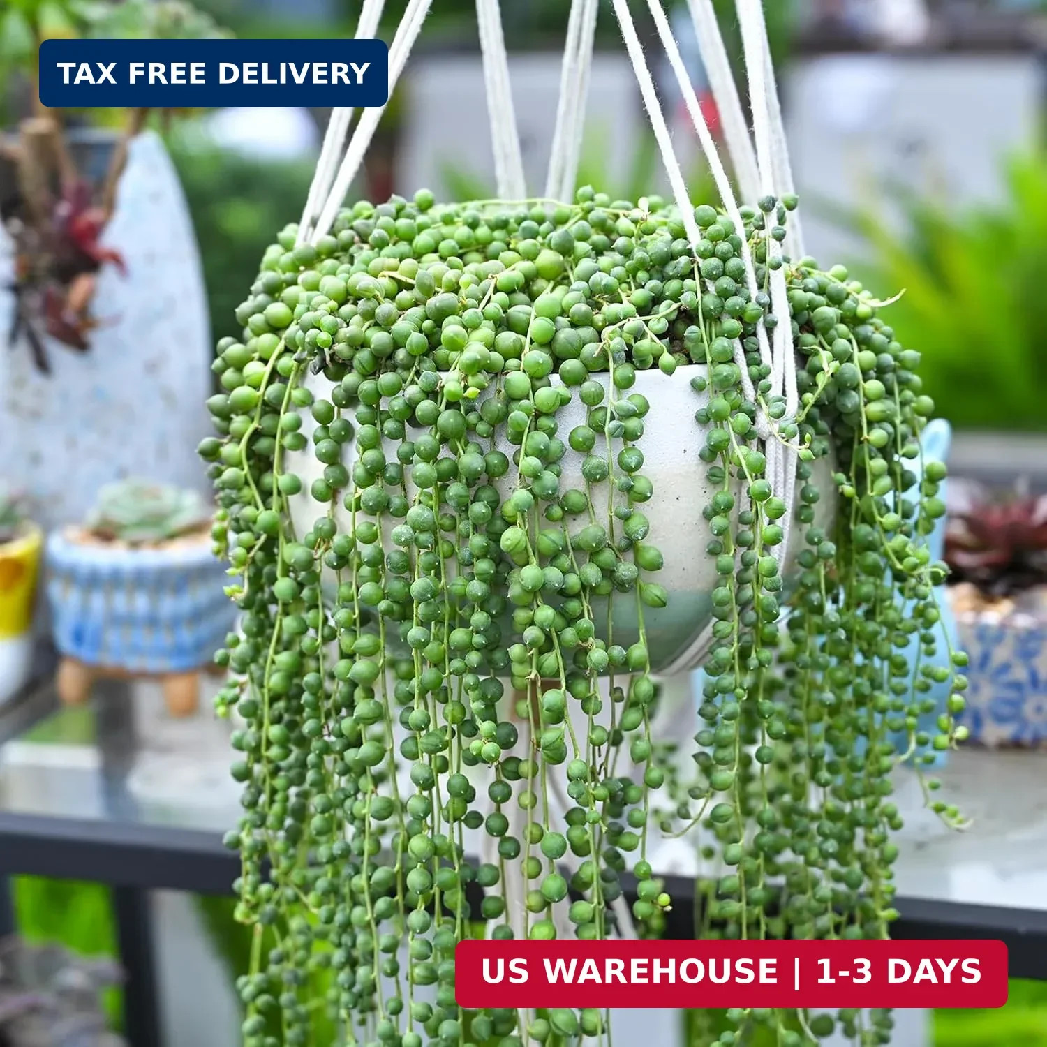 String of Pearls Live Succulent Plant (4-inch), Fully Rooted Trailing Houseplant