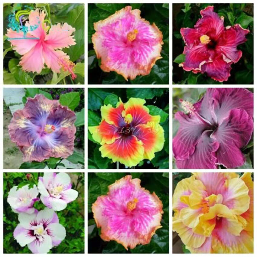 100 Red Hibiscus seeds Hibiscus Rosa-sinensis Garden Flowers seeds