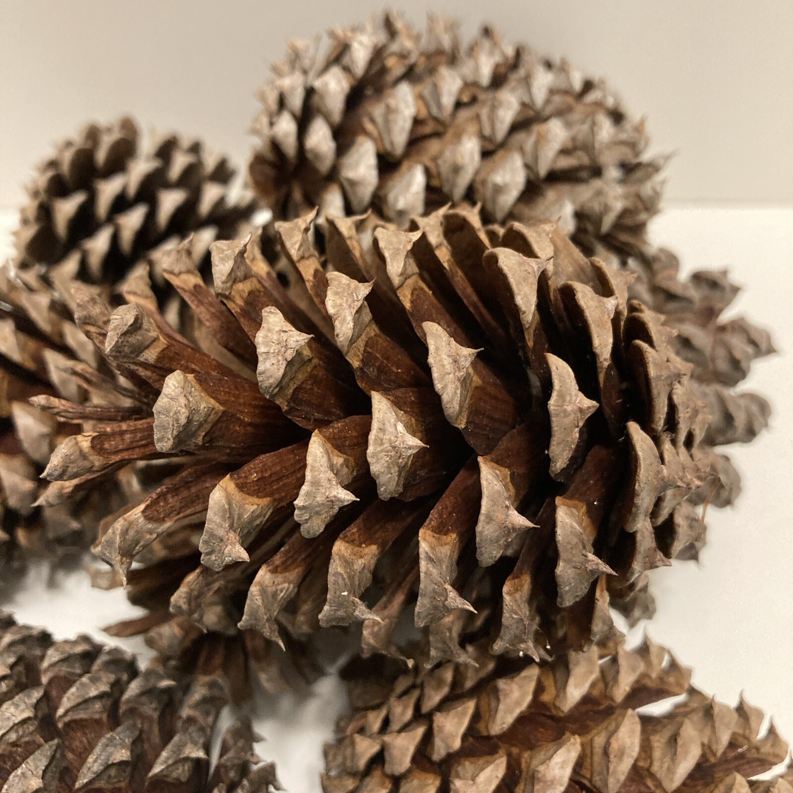 Pine Cones – 20 Freshly-collected in TN – 3 to 4.5 inches long -DECOR Crafts DIY