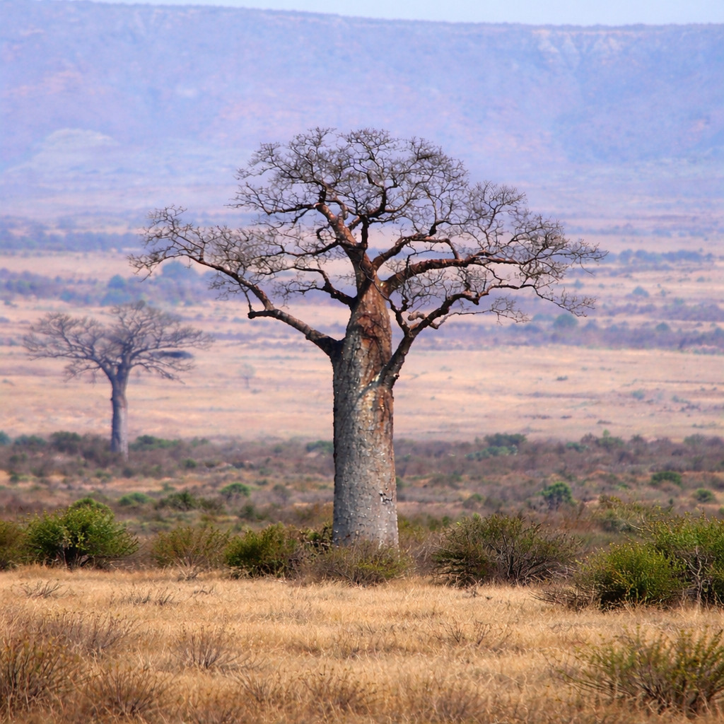 Adansonia za SEEDS – Za baobab | Madagascar baobab